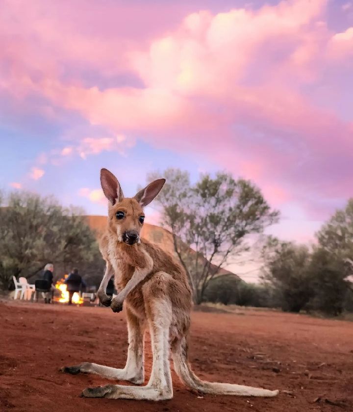 Joey red kangaroo czyli mały kangur czerwony w Uluṟu-Kata Tjuṯa National Park - takich zdjęć 